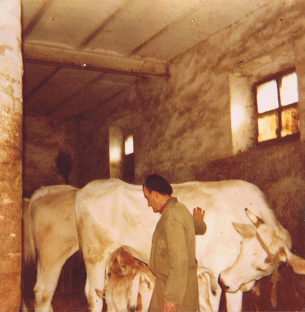 Historical photo of the day: cows in the stables of Casale Monticchio