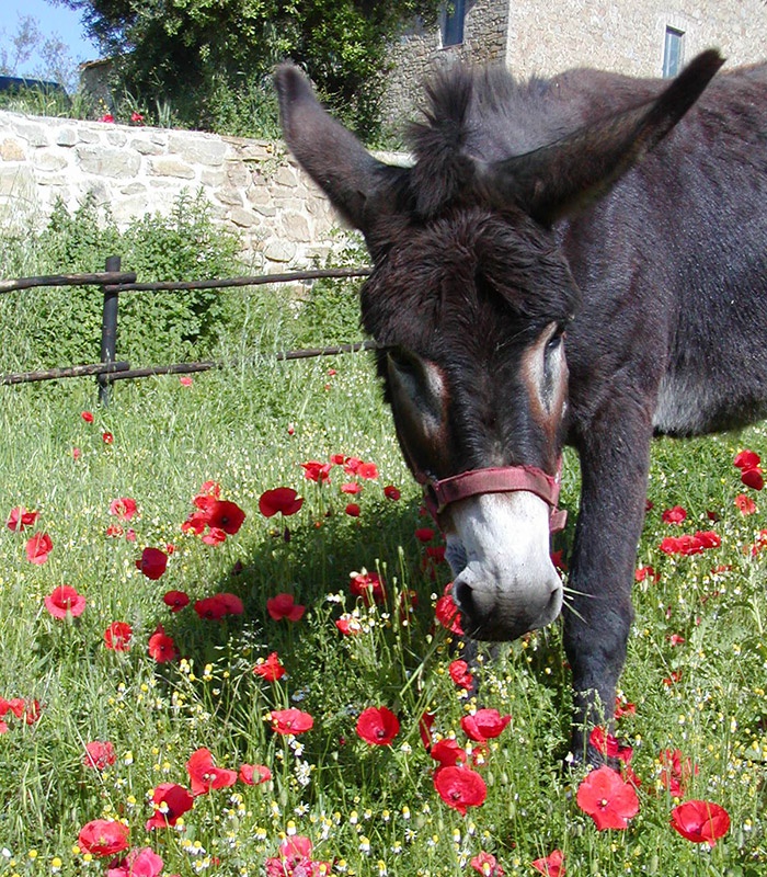 Our donkey Timo happily eating in the meadows!