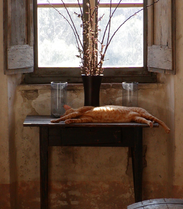 Our cat Jasper dreaming on table