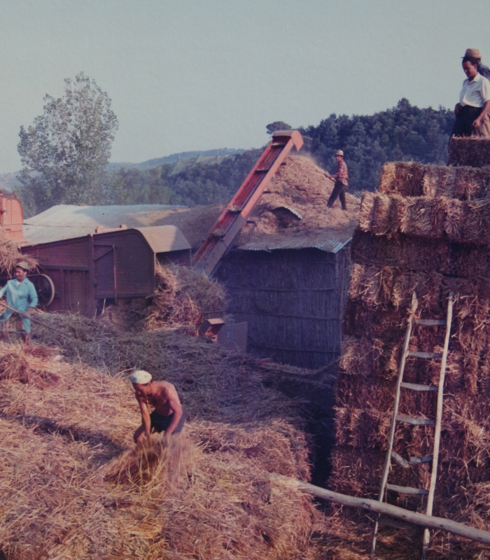25th july 1971: harvest time for the family of Casale Monticchio
