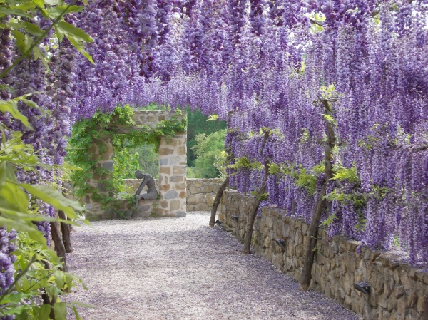 Flowers blooming in Casale Monticchio