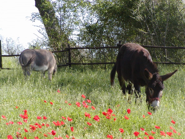 Donkeys in the meadows