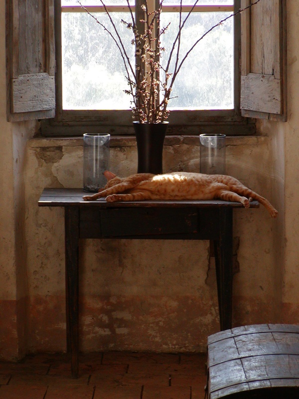 Our cat Jasper dreaming on table