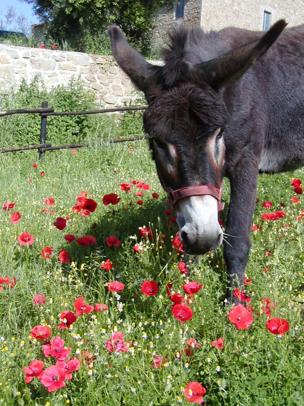 Donkey Timo happily eating in the meadows!